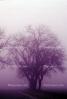 Bare Oak Tree in the Fog, NPNV09P06_01B