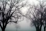 Bare Oak Tree in the Fog, NPNV09P06_02