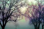 Oak Trees in foggy mist, myst, fog, Paintography, NPNV09P06_02B