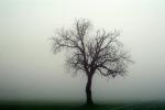 Bare Oak Tree in the Fog, NPNV09P06_03