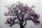 Bare Oak Tree in the Fog, NPNV09P06_04.0912