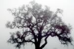 Bare Oak Tree in the Fog fractals, NPNV09P06_04