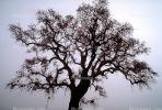 Bare Oak Tree fractals, NPNV09P06_06.0912