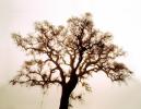 Bare Oak Tree, NPNV09P06_06C