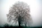 Trees in the fog, mystical