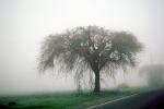 Trees in the fog, mystical, NPNV09P06_08