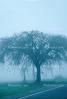 Trees in the fog, mystical, NPNV09P06_08B