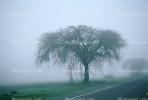 Trees in the fog, mystical, NPNV09P06_08C