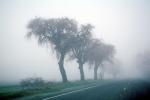 Trees in the fog, mystical