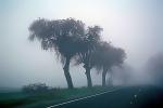 Oak Trees in  foggy mist, myst, fog, highway, roadway, road, Paintography