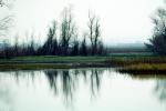 Lake, Bare Trees, Water, Reflection, calm, stillness, NPNV09P06_16