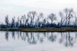 Lake, Bare Trees, Water, Reflection, calm, stillness, NPNV09P07_11
