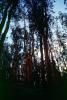 Woodlands, Forest, Trees, NPNV09P08_01