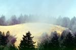 Hill, fog, trees, Mount Tamalpais