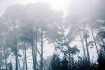 Fog Trees, Mystical, NPNV09P10_06