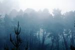 Fog Trees, Mystical, NPNV09P10_07