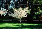 Cherry Blossom Tree, NPNV09P10_18B