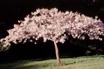 Cherry Blossom Tree, NPNV09P11_03