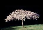 Cherry Blossom Tree, NPNV09P11_03B