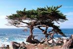 Cypress Tree, Rocks, Pacific Ocean