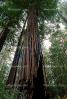 Redwood Trees in a Forest, NPNV09P14_18.0912