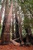 Redwood Trees in a Forest, NPNV09P14_19.0912