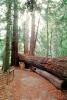 Redwood Trees in a Forest, path, fallen tree, fence, log, NPNV09P15_01