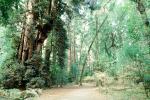 Forest, Woodlands, path, NPNV09P15_04