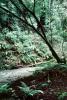 Forest, Woodlands, Stream, NPNV10P02_02