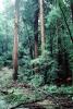 Forest, Woodlands, Trees, NPNV10P02_07