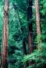 Forest, Woodlands, Trees, NPNV10P02_10.0912