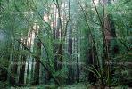 Redwood Forest, NPNV10P03_08.0912