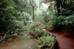Stream, rocks, river, water, flow, path, forest, NPNV10P03_10