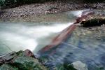 Stream, rocks, river, water, flow, NPNV10P03_11