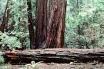 Redwood Forest, fallen tree