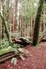 Forest, moss, trees, NPNV10P11_06
