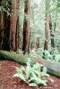 Redwood Forest, Fern, fallen tree, NPNV10P11_07