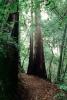 Redwood Forest, NPNV10P11_08