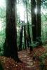 Redwood Forest, path, NPNV10P11_09