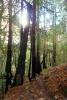 Redwood Forest, sunlight, NPNV10P11_10