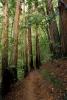 Redwood Forest, hobbit path, NPNV10P11_11