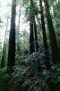 Redwood Forest, NPNV10P11_12