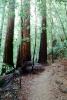 Redwood Forest, path, NPNV10P11_13