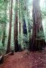 Redwood Forest, path, NPNV10P11_14