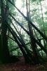 Redwood Forest, leaning trees, NPNV10P11_16