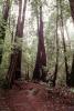 Redwood Forest, path, NPNV10P11_17