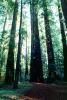 Redwood Forest, NPNV10P11_18