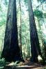 Redwood Forest, path, fern, NPNV10P11_19