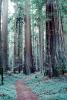 Redwood Forest, hobbitland, hobbit path, NPNV10P12_01