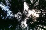 looking-up, forest